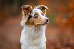 Australian Shepherd