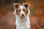 Australian Shepherd