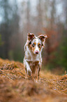 Australian Shepherd