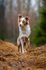 Australian Shepherd