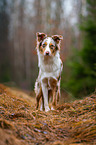 Australian Shepherd