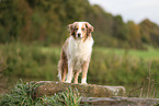 red-merle Australian Shepherd