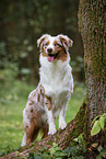Australian Shepherd