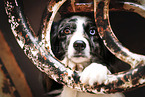 female Australian Shepherd