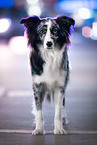 female Australian Shepherd