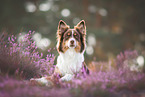 female Australian Shepherd