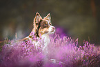 female Australian Shepherd