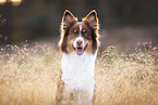 female Australian Shepherd