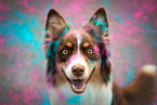 female Australian Shepherd