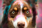 female Australian Shepherd