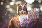 female Australian Shepherd