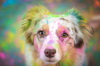 female Australian Shepherd