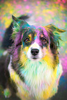 female Australian Shepherd