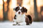 young Australian Shepherd