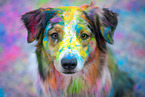male Australian Shepherd