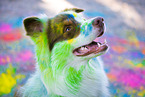 male Australian Shepherd