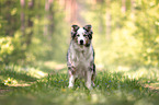 male Australian Shepherd