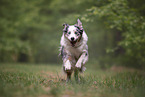 male Australian Shepherd