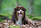 male Australian Shepherd