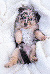 Australian Shepherd puppy