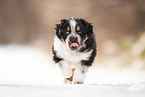 Australian Shepherd puppy
