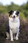 blue-merle Australian Shepherd