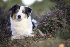 blue-merle Australian Shepherd