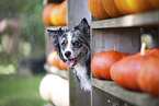 blue-merle Australian Shepherd
