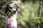 blue-merle Australian Shepherd
