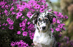 blue-merle Australian Shepherd