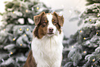 red-tri Australian Shepherd