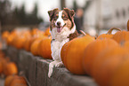 red-tri Australian Shepherd