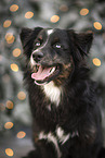 black-tri Australian Shepherd