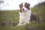 red-tri Australian Shepherd