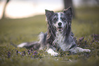blue-merle Australian Shepherd