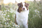 red-tri Australian Shepherd