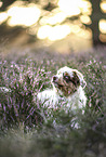 red-merle Australian Shepherd