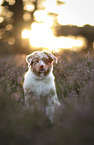 red-merle Australian Shepherd