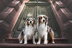 Australian Shepherds