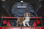 Australian Shepherd
