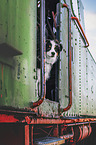 Australian Shepherd