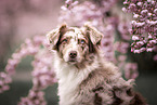 Australian Shepherd
