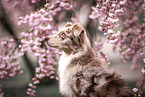 Australian Shepherd