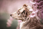 Australian Shepherd