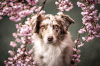 Australian Shepherd