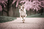 Australian Shepherd