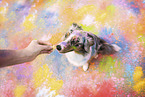 Australian Shepherd