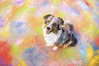 Australian Shepherd