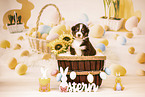 Australian Shepherd Puppy