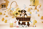 Australian Shepherd Puppy